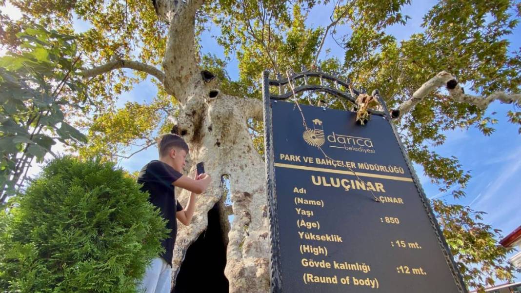 Herkes o ilimize bu ağacı görmeye gidiyor! Yaşını öğrenen saygı duruşuna geçiyor... Anadolu'da kimse yokken o vardı 2